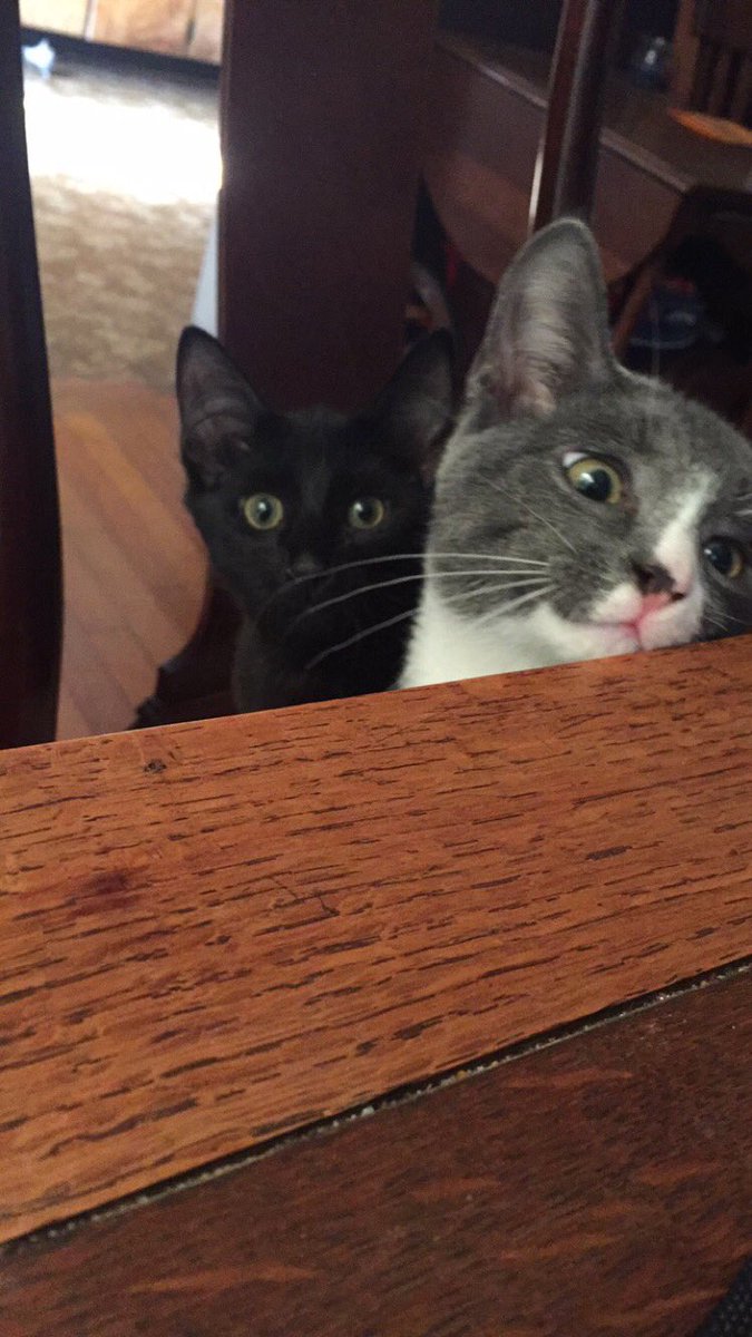 oakleyftptx's tweet photo. They joined me for breakfast 😂 https://t.co/bx5neCEZOj