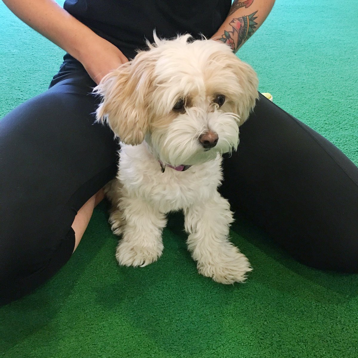 The mascot at <a href="/TSFitnessnyc/">𝐄𝐥𝐨𝐧 𝐌 𝐮 𝐬 𝐤.</a> is ready to cheer you on through the next set of burpees! Look at that face!
