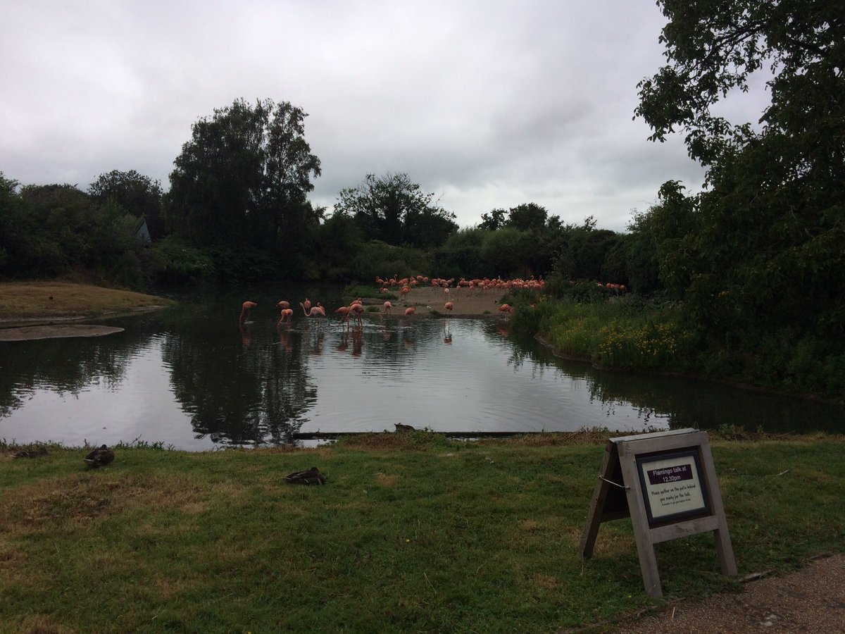 bristolstephen's tweet photo. At slimbridge wetlands reserve. Full of gloriously pink flamingoes! https://t.co/sIfMujZ59H