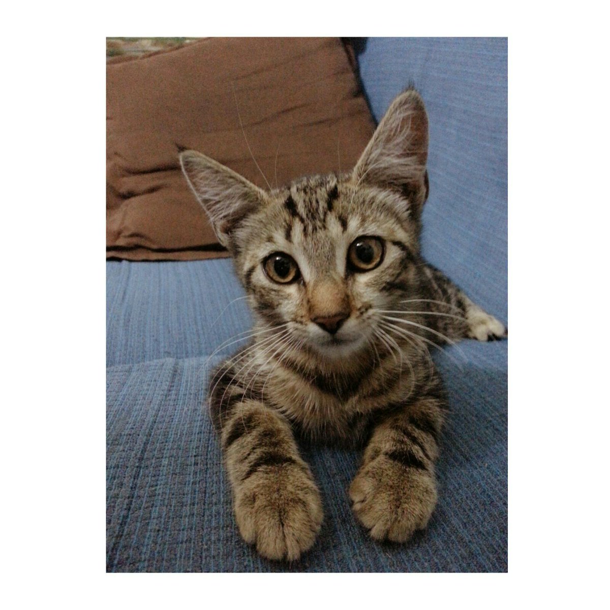 maikaferrero's tweet photo. Gatito abandonado necesita familia urgente. Tiene poco mas de un mes. Interesados hablar por whatsapp 663279321 https://t.co/Vpvn6uULX5