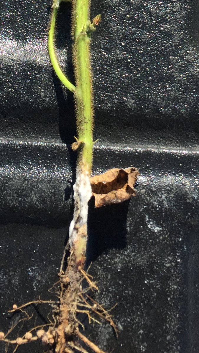 Sevita Soybean tweet media
