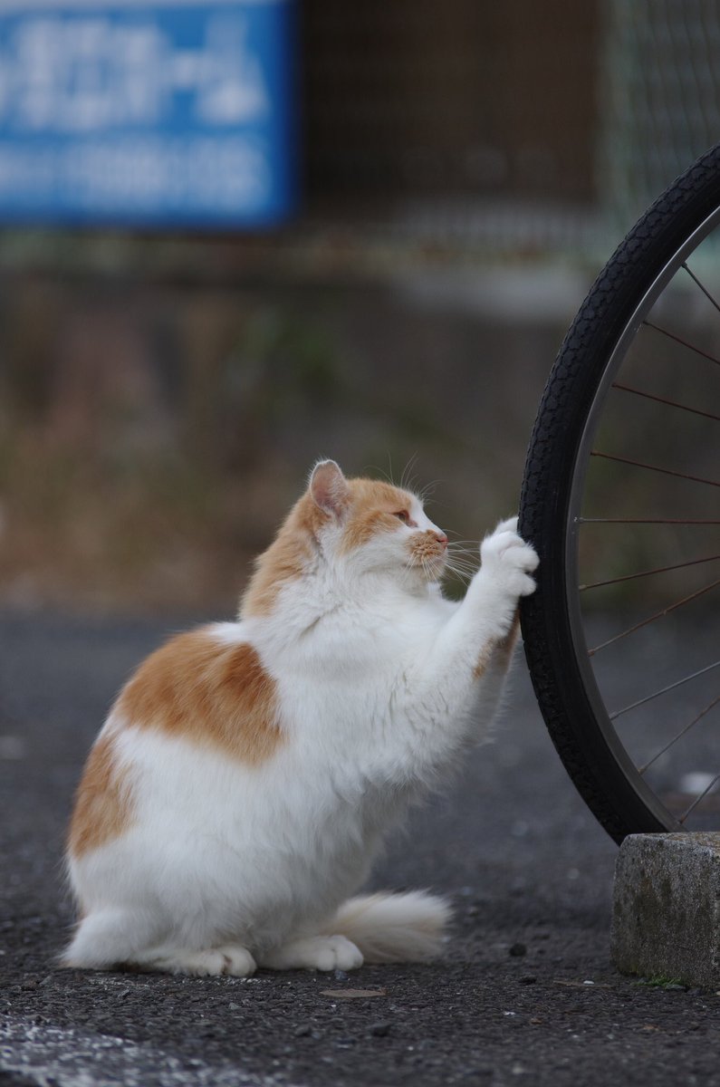 お客様 困ります ツイッターで見つけた猫が自由