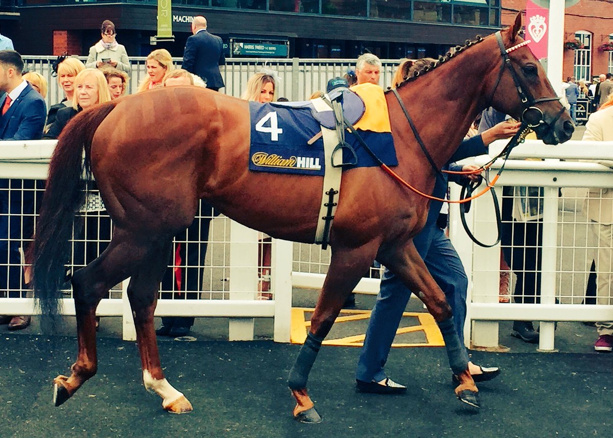 EdenLeaRail's tweet photo. Very happy with #DukeofFirenze draw in Saturday's Stewards Cup race @Goodwood_Races #GloriousGoodwood @DCGRacing https://t.co/MrQayNc6hC
