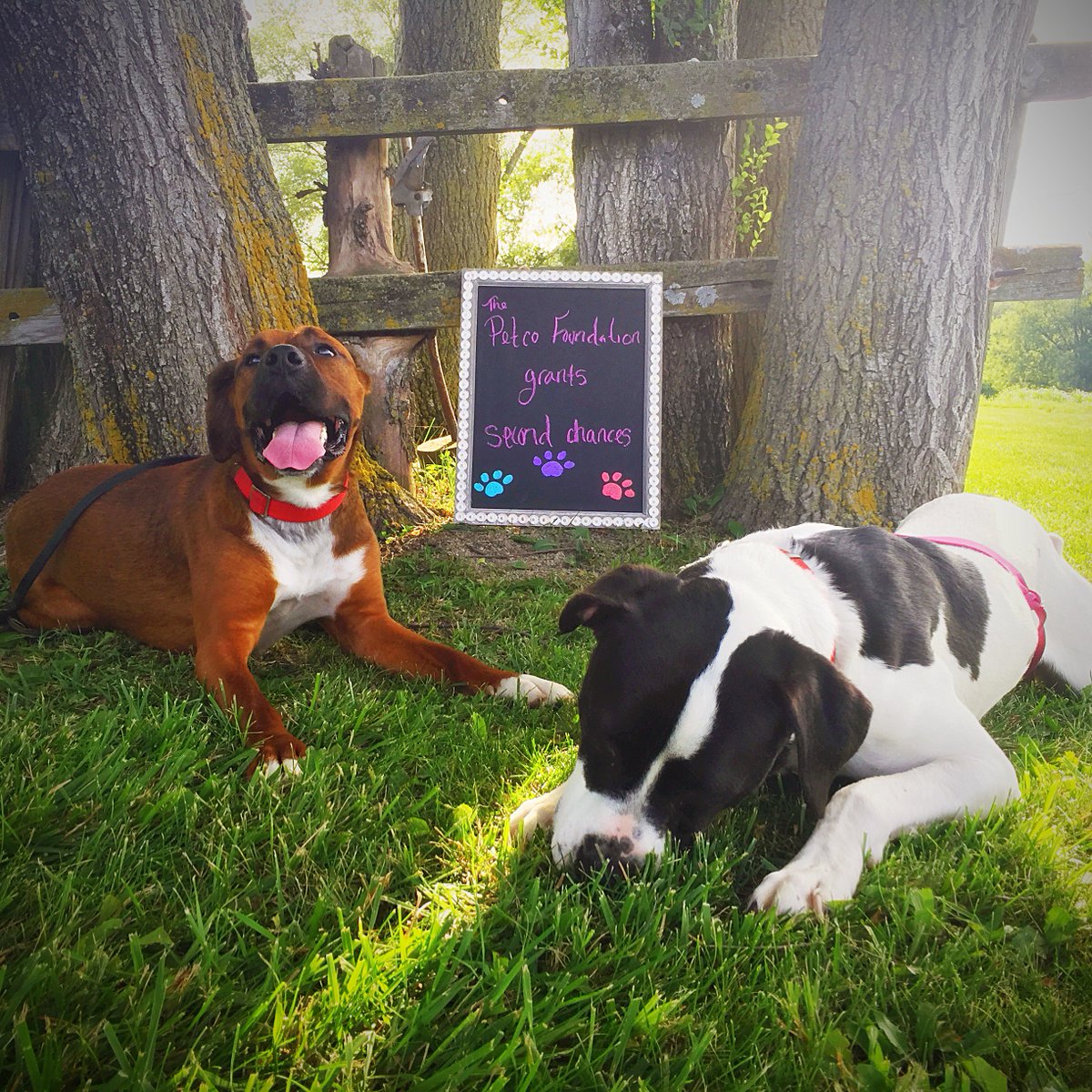 WarriorsBFriend's tweet photo. @petcofoundation Thank you for your donation &amp; granting 2nd chances for Bosco &amp; Max &amp; 2 veterans! #PetcoFoundation https://t.co/cY9OQLRbwK