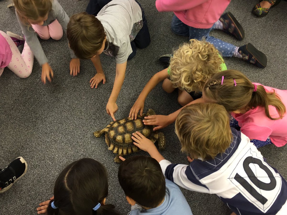 WiganLibraries's tweet photo. #curiouscritters at busy #Standishlibrary now! All sorts of animals  @WiganCouncil #summerevents @WiganMuseum https://t.co/4k3BtJzvpo