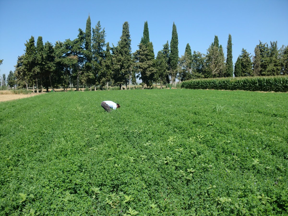 cayc_es's tweet photo. Riego goteo enterrado en extensivos:Uniformidad aparente @CH_Ebro @Regaber_SA @CITAAragon @AgroPixel #Hidromatic https://t.co/RUZ26vuC7y