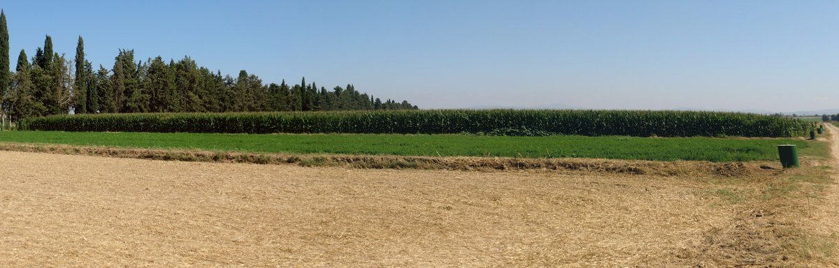 cayc_es's tweet photo. Riego goteo enterrado en extensivos:Uniformidad aparente @CH_Ebro @Regaber_SA @CITAAragon @AgroPixel #Hidromatic https://t.co/RUZ26vuC7y