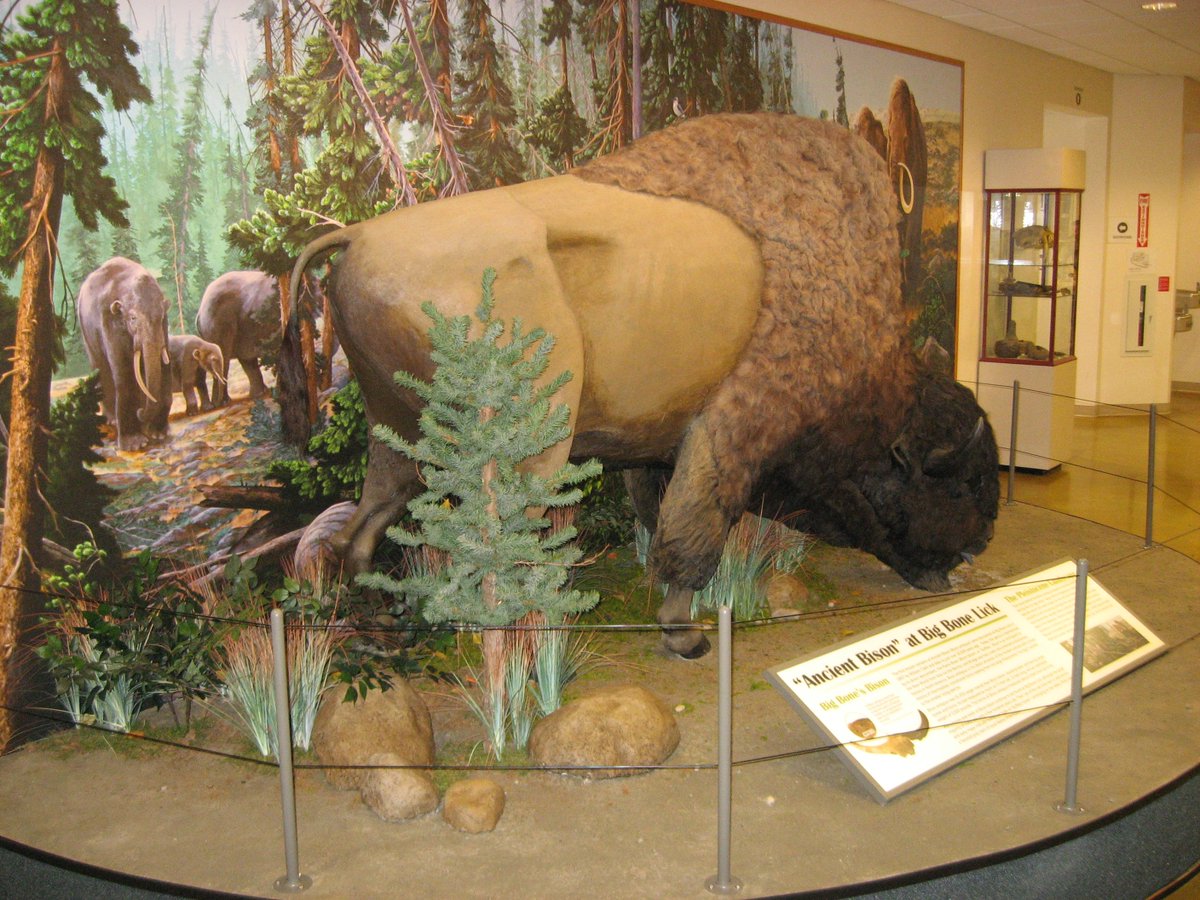 KYStateParks's tweet photo. New ancient bison display @ Big Bone Lick SHS. Stop by and see the bison herd too! #kystateparks #kyshines https://t.co/RvEE8MgpAY