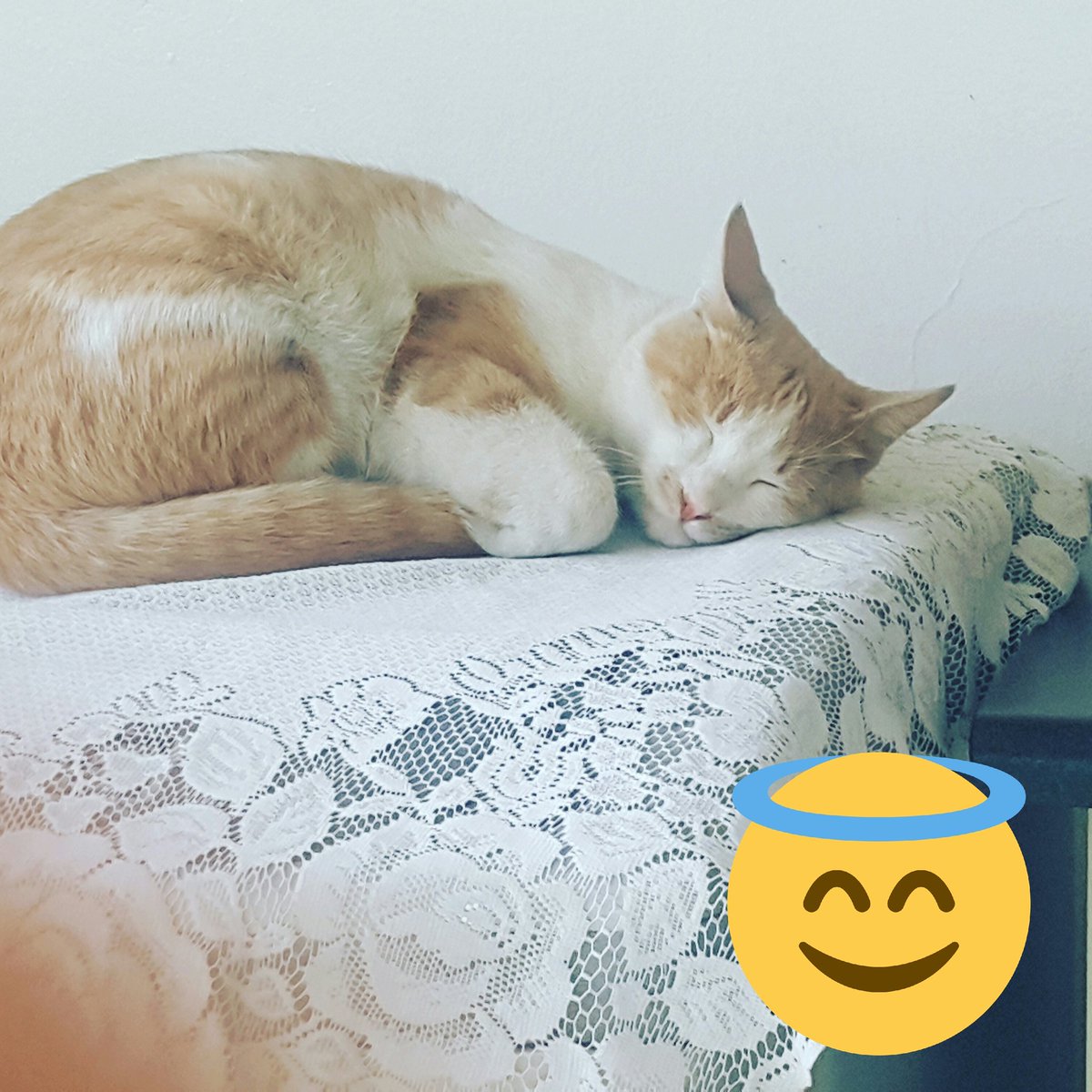 TheminaK's tweet photo. This cat https://t.co/lqud3onrGI