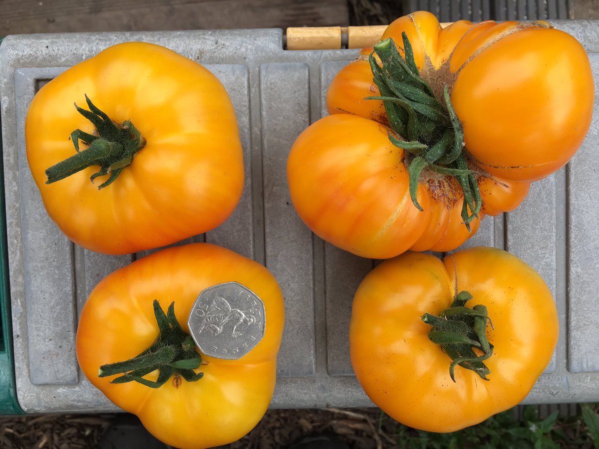 sarfsee's tweet photo. #Tomatoes starting to ripen now. Here are #Azoychka
2 on left from #greenhouse other 2 from #tunnel
My #favourites https://t.co/cSGXPoM5fC