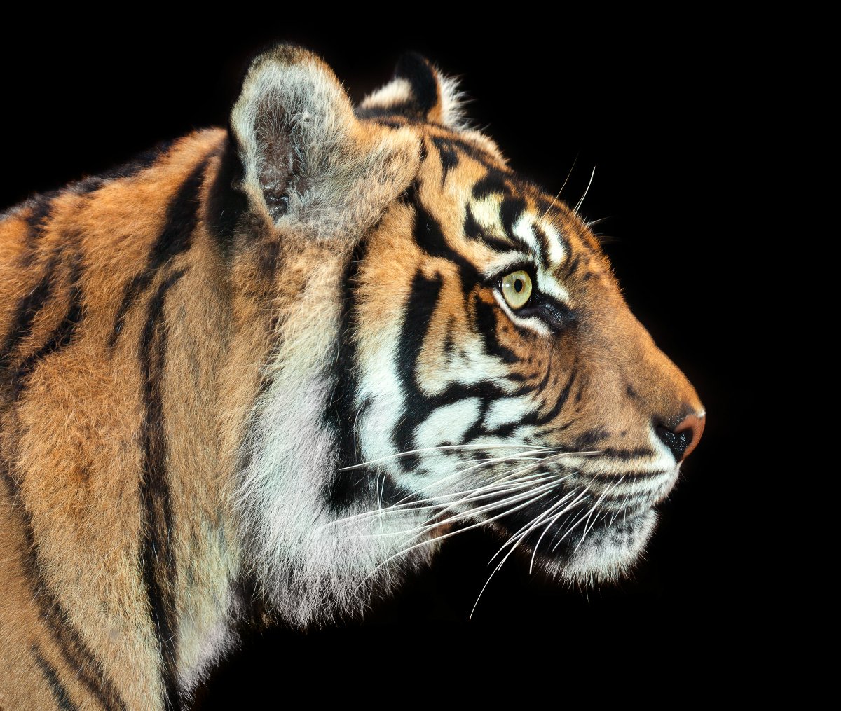GlobalGoalsUN's tweet photo. World tiger numbers down 95% in the last century. Raise your voice on #TigerDay https://t.co/IQH93JeiYp #wildforlife https://t.co/267ZGT363I