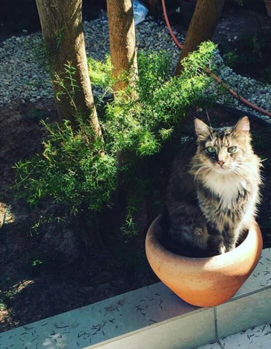 OmiPlay's tweet photo. Plant a tree for... Er... your boss's occupied your pots? No worries. Try our #AwesomeBlossom #healthapp https://t.co/gJqovjuHhF