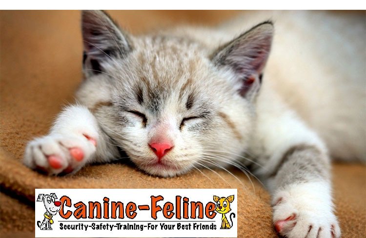 CanineFeline2's tweet photo. #Nailcaps for #cats are a great idea for indoor cats as they protect you and the furniture! https://t.co/61QO6pfS1m https://t.co/EA0y9qQ7iS