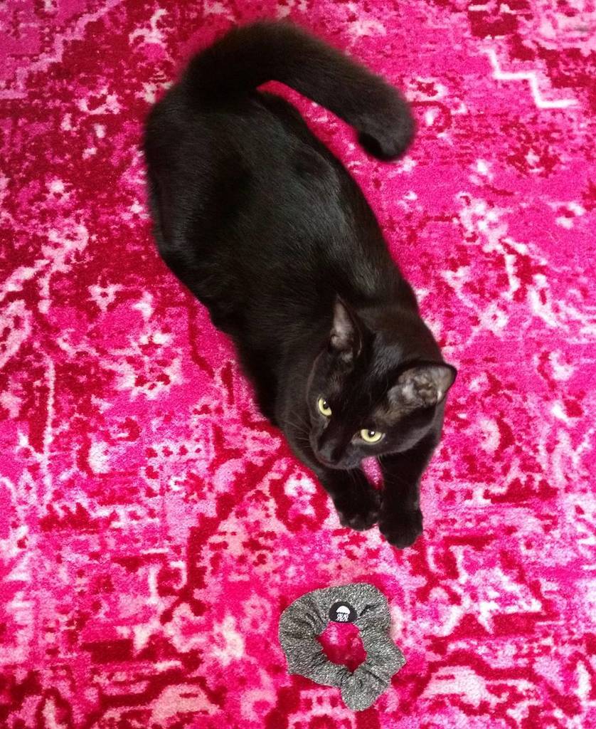 ezzylynn's tweet photo. Chia thinks I should go with the Grey Wolf scrunchie today ๐บ
#BAtakeover #scrunchietime #โฆ https://t.co/RxLKS5JqVI https://t.co/4y5VDc7A1R