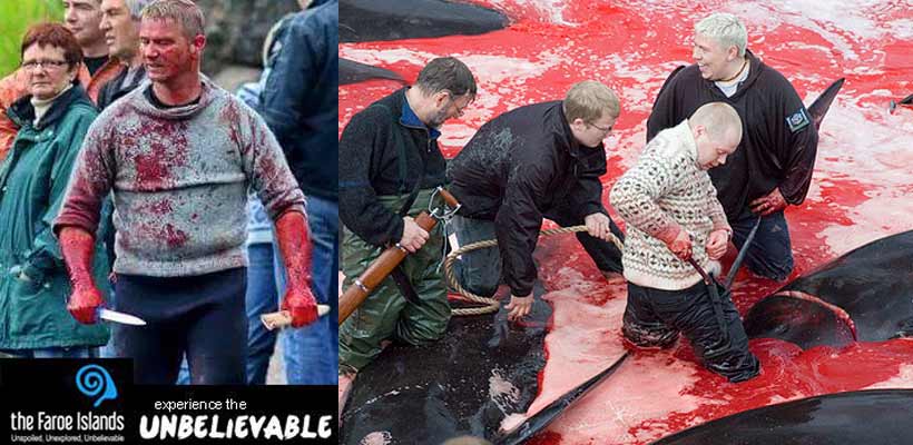 CruiseLaw's tweet photo. Sociopaths butchering whales for fun &amp; games https://t.co/1lvpfcje7j bloody fjord of #FaroeIslands Don't @VisitFaroe https://t.co/GO8fvzPuX4