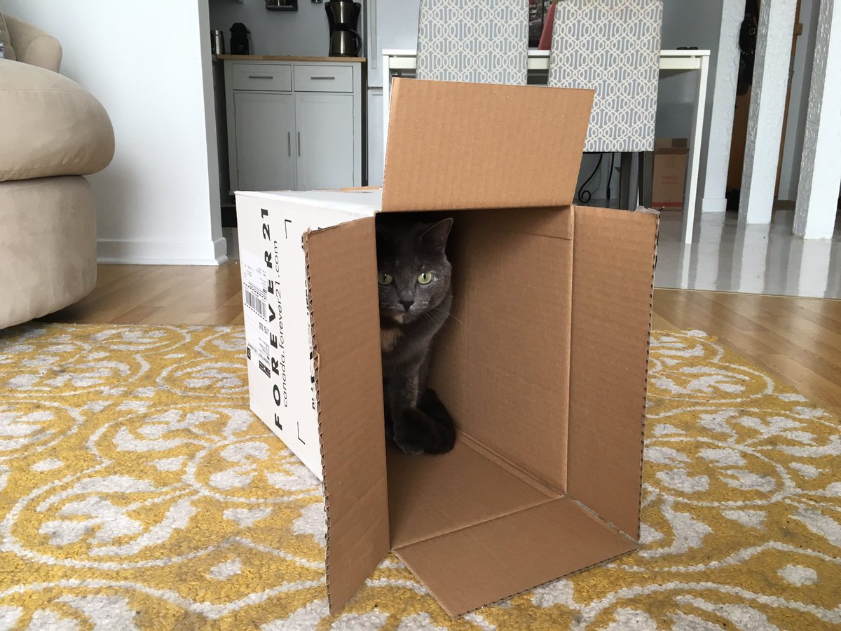 Christine_Manzo's tweet photo. Quand tu veux mettre une boîte au recyclage mais tu te sens trop mal de lui gâcher son fun... #catloverproblems 😂 https://t.co/OLFtNVLcUk