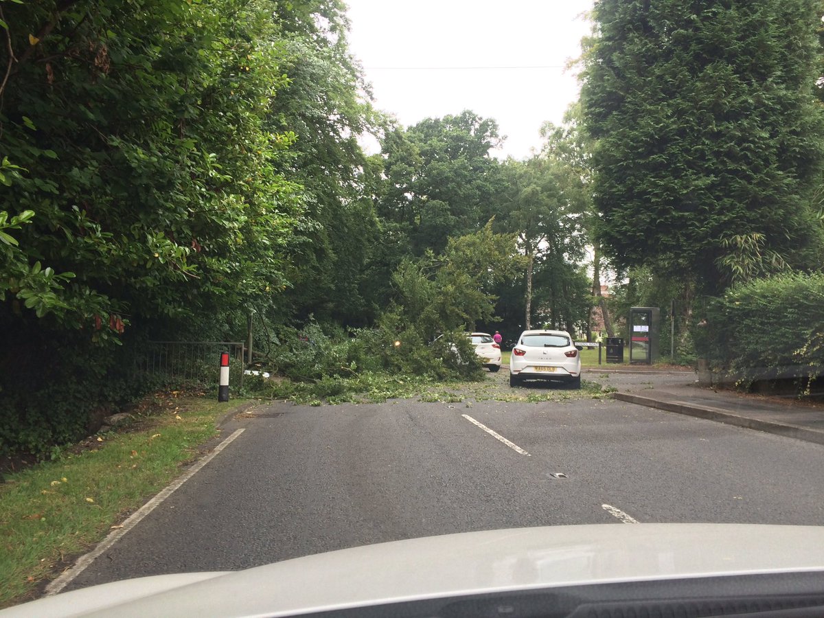 LJWindowCleaner's tweet image. Tree down on Headley Road, Grayshott opposite School Road. Just enough room for one car @SurreyRoadCops