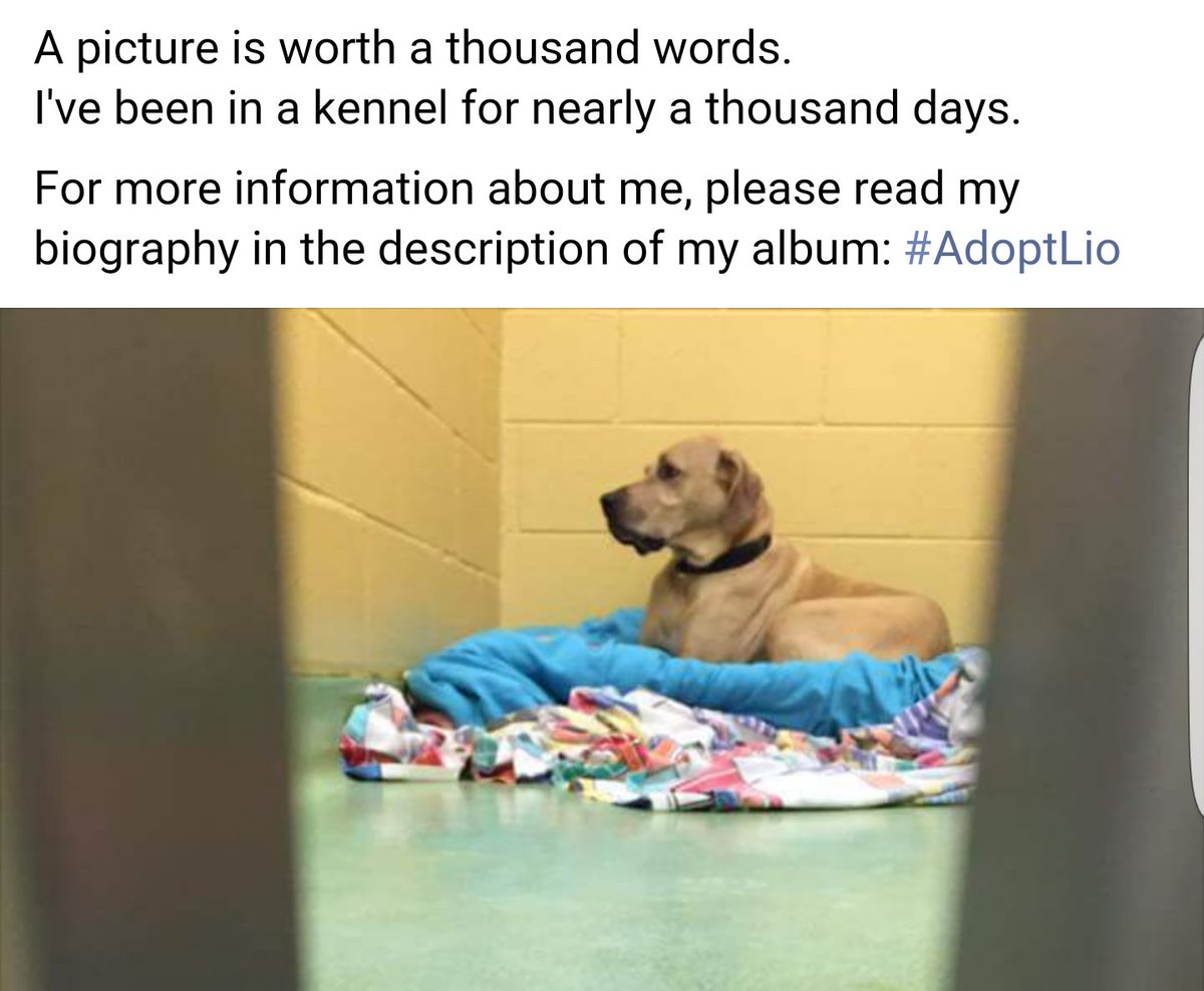 CareAVanMobile's tweet image. 1000 days is too long for Lio to wait for his forever home. Share this boy and help him find his family!!!!!