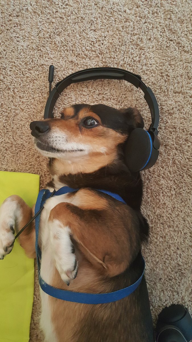 DM7000's tweet photo. DJ SubWoofer is ready to drop some sick beats. #Dog #DropDaBass #MasonTheDog https://t.co/mJAnRyjpTE
