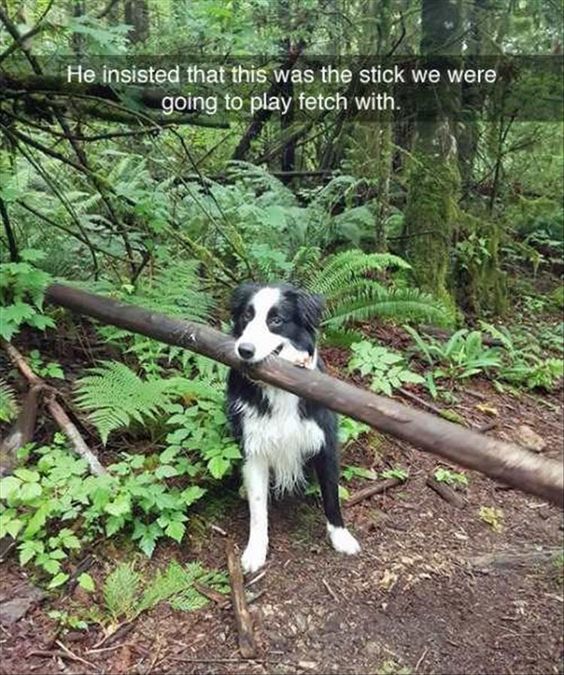 FETCHDogTrainer's tweet photo. How do you teach a dog the meaning of the word over-ambitious?! https://t.co/pyqBRc0xp5