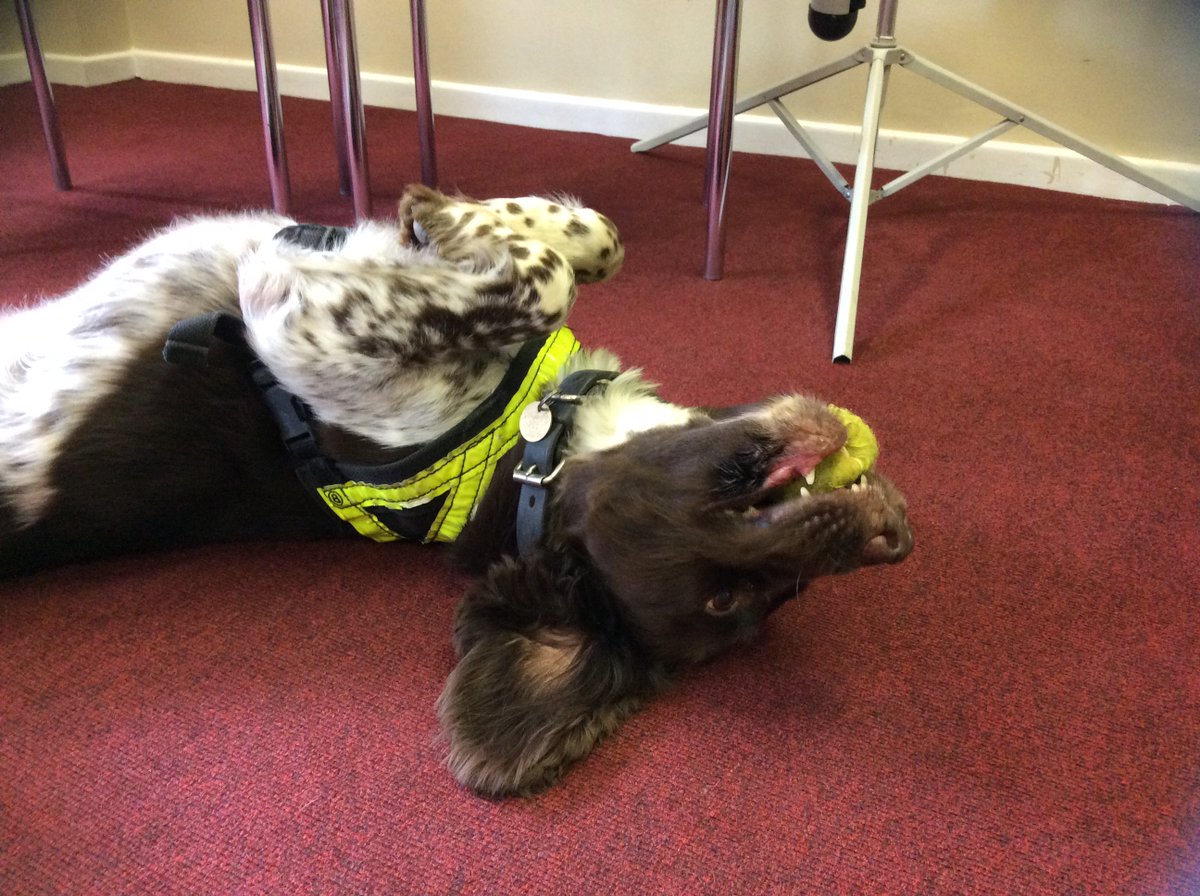 EssexPoliceUK's tweet photo. We're #OnDutyWith #EPDogs. PD Bruno's been training to find cash. He found it + was rewarded with his favourite ball https://t.co/f5bqvTBk2L