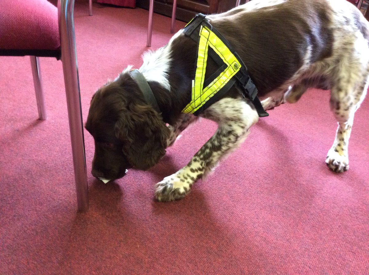 EssexPoliceUK's tweet photo. We're #OnDutyWith #EPDogs. PD Bruno's been training to find cash. He found it + was rewarded with his favourite ball https://t.co/f5bqvTBk2L