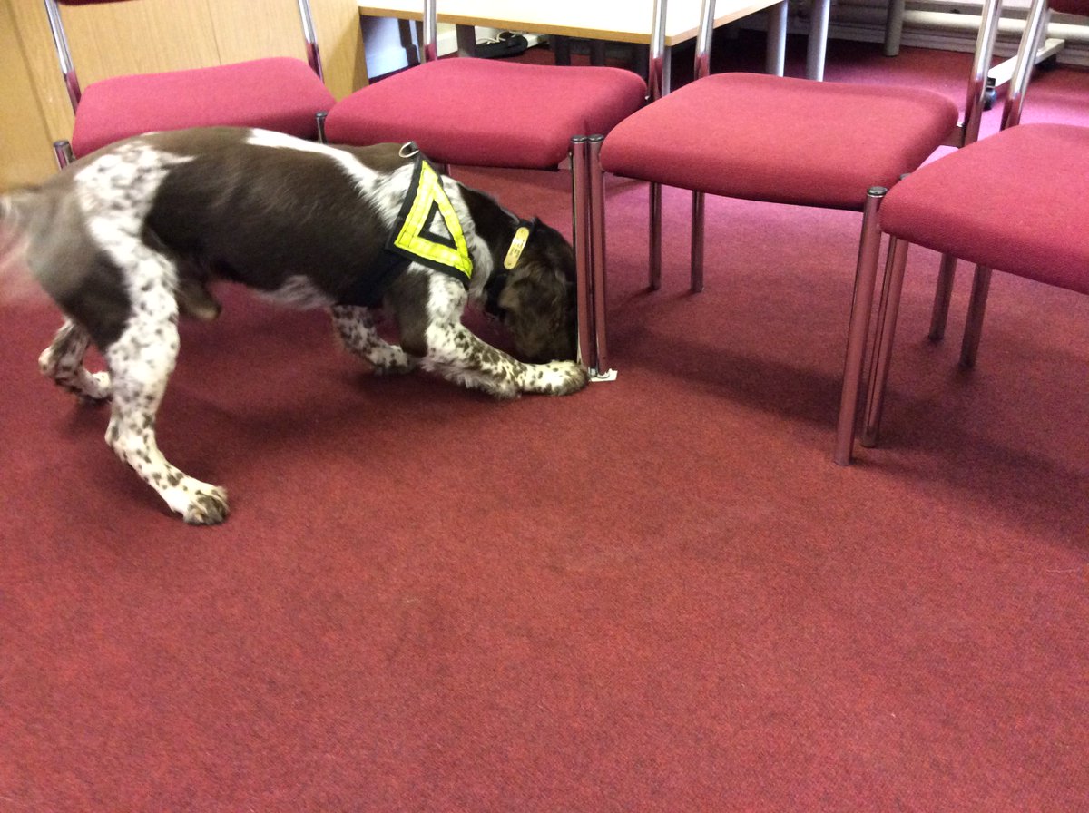EssexPoliceUK's tweet photo. We're #OnDutyWith #EPDogs. PD Bruno's been training to find cash. He found it + was rewarded with his favourite ball https://t.co/f5bqvTBk2L