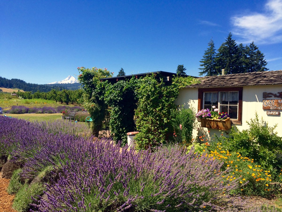 TheLavenderLady's tweet photo. Love summertime &amp; Lavender💜#hoodriverlavender #lavender #summertime #cottage #farm https://t.co/gqLIBe9jad