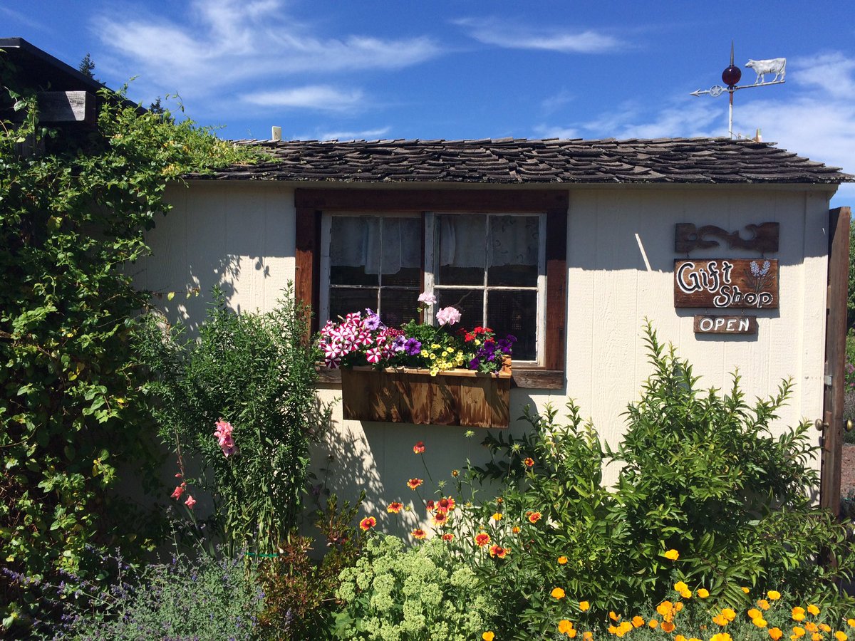 TheLavenderLady's tweet photo. Love summertime &amp; Lavender💜#hoodriverlavender #lavender #summertime #cottage #farm https://t.co/gqLIBe9jad