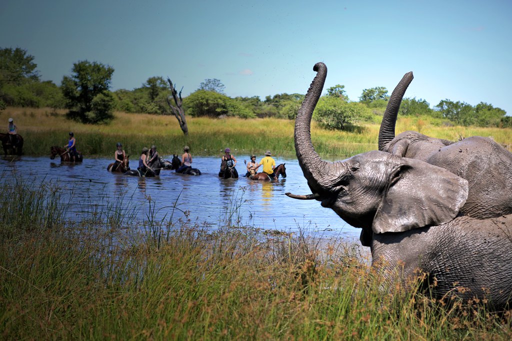 Go_Eco's tweet photo. It's an animal's kingdom in Zimbabwe https://t.co/nGCph6Zl9o https://t.co/WObqFJ5oZq