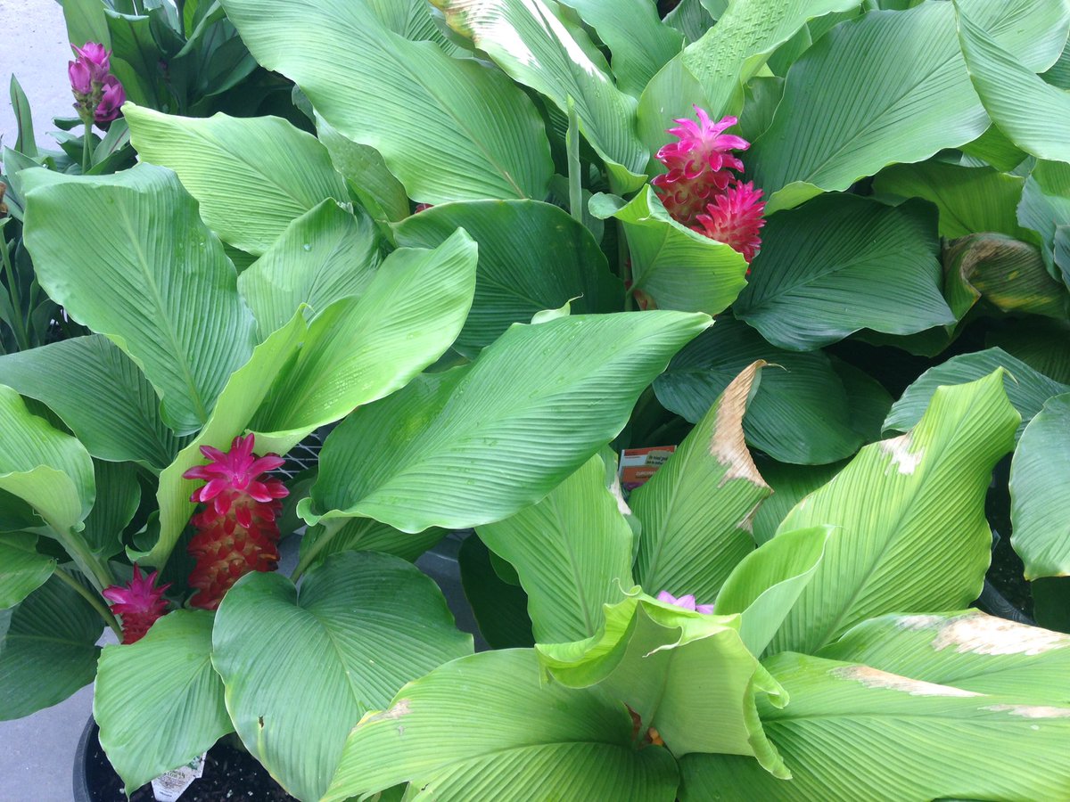 NicoleEndrenyi's tweet photo. Loving these curcuma plants! @Acworthomedepot https://t.co/wSLv8ep9jp