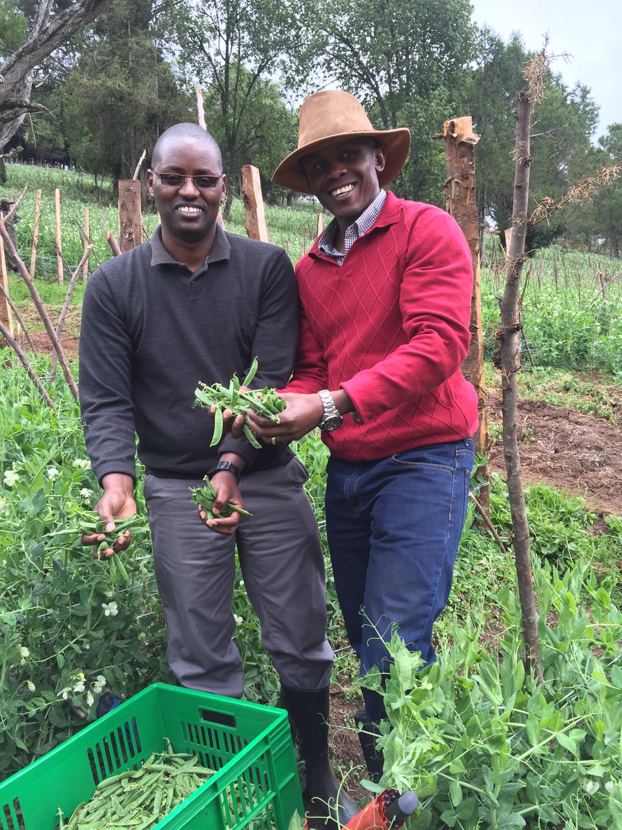 MworiaJ's tweet photo. Another exciting day at work, visited Greenblade farm a @Centum_Inv sub in Ol Kalou. Inspected their first harvest. https://t.co/pEnUlsvaBU