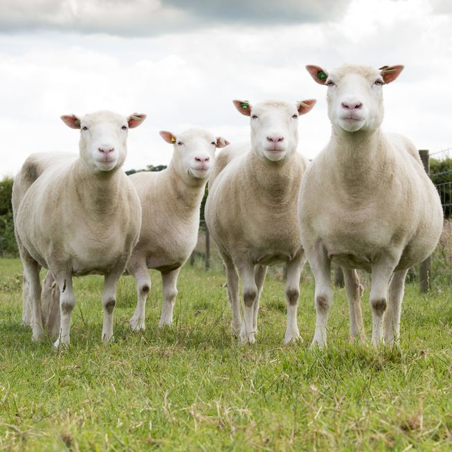Dolly the sheep's cloned sisters enjoy good health bit.ly/2aAGbuK?utm_me… https://t.co/Q0LqL4h1ks