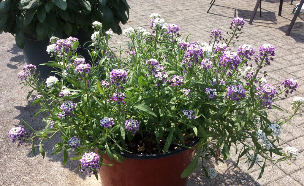 John_Bucki's tweet photo. #LeMoyne College #EarthJam was in May.
I started alyssum.
It worked and is in bloom!
Awesome!
Thanks. https://t.co/JbLpslzlTs