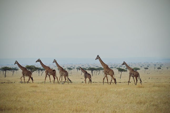 cntraveller's tweet photo. Why Kenya has THE greatest wildlife show on earth: https://t.co/JKEs7fWD91 https://t.co/VQxwRoOxUK