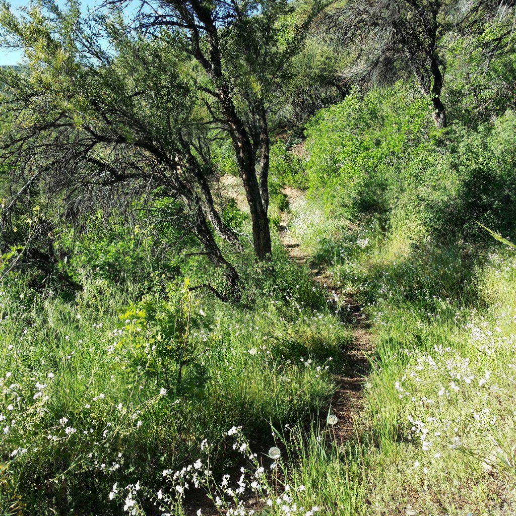 SouthSummitTF's tweet photo. Trail Work Day – Oakley Trail  August 20, 2016 Sat 8am https://t.co/UFDaESwDck https://t.co/NIDfAewrxy