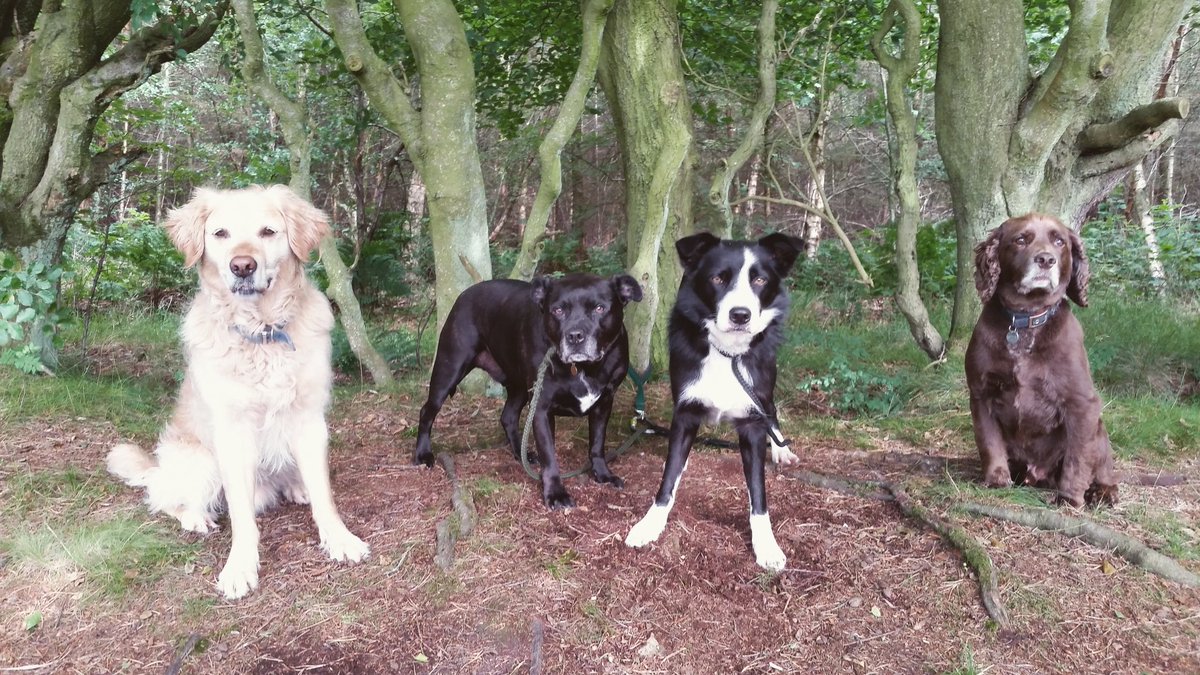 walkurdog1's tweet photo. Today's adventures. #adventuresofadogwalker #dogs #dogwalking #dogsoftwitter https://t.co/WF1hYbhBut