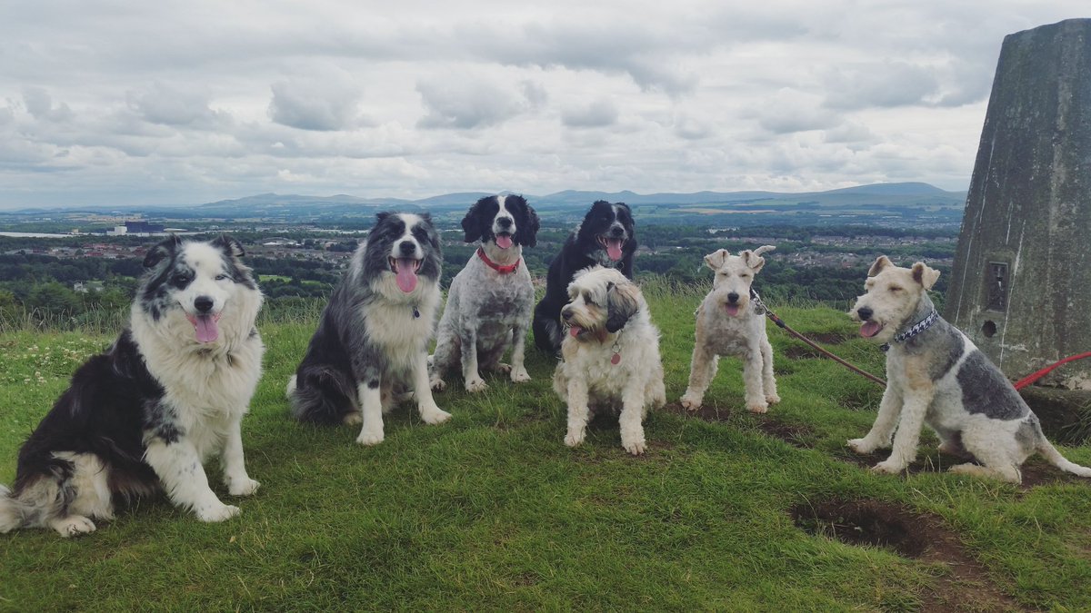 walkurdog1's tweet photo. Today's adventures. #adventuresofadogwalker #dogs #dogwalking #dogsoftwitter https://t.co/WF1hYbhBut