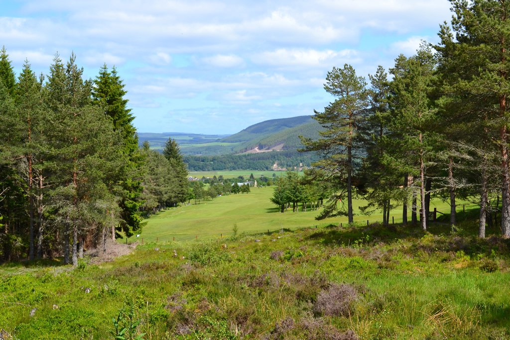 Join Scottish Golf tweet media