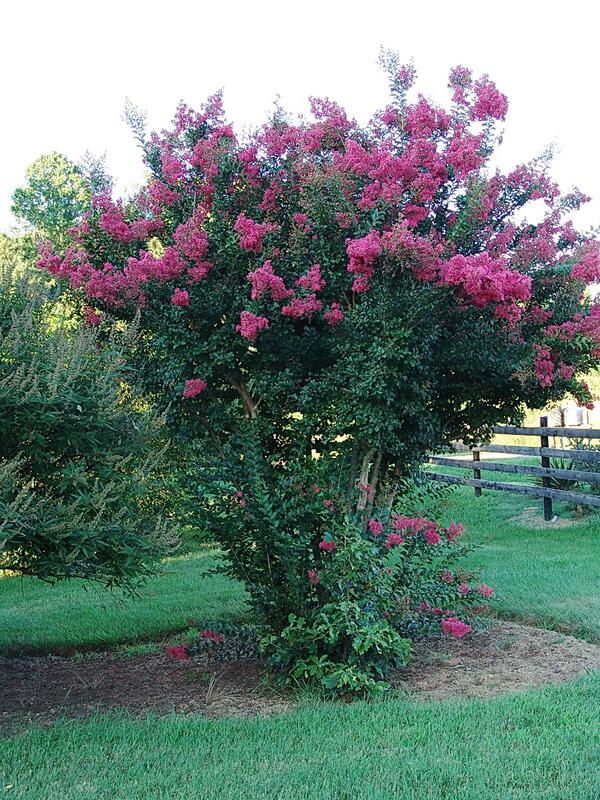 BobStewart723's tweet photo. It's crapemyrtle (Lagerstroemia spp.)  flowering time here in southern Maryland.  Here's the cultivar 'Tuscarora' https://t.co/G9bBYtpFCH