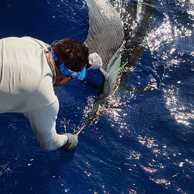 grayfishtag's tweet photo. Sweet #Sailfish tagging action coming in from @AquaworldCancun. Good times on the water. #TagAFish #GrayFishTag https://t.co/0ADe1COrih