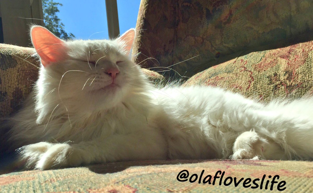 olafloveslife's tweet photo. #IfYourDayIsBadAlwaysRemember "you can close your eyes and pretend to be somewhere else!" ~Olaf #CatsOfTwitter #cat https://t.co/RfLjNeIuqJ