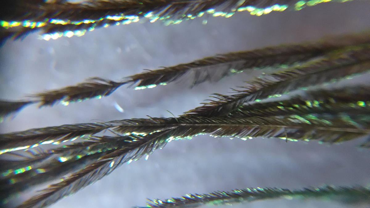 beyondthepencil's tweet photo. Peacock feather through a clip on microscope @HowlettTricia https://t.co/vHC7yiGrcs