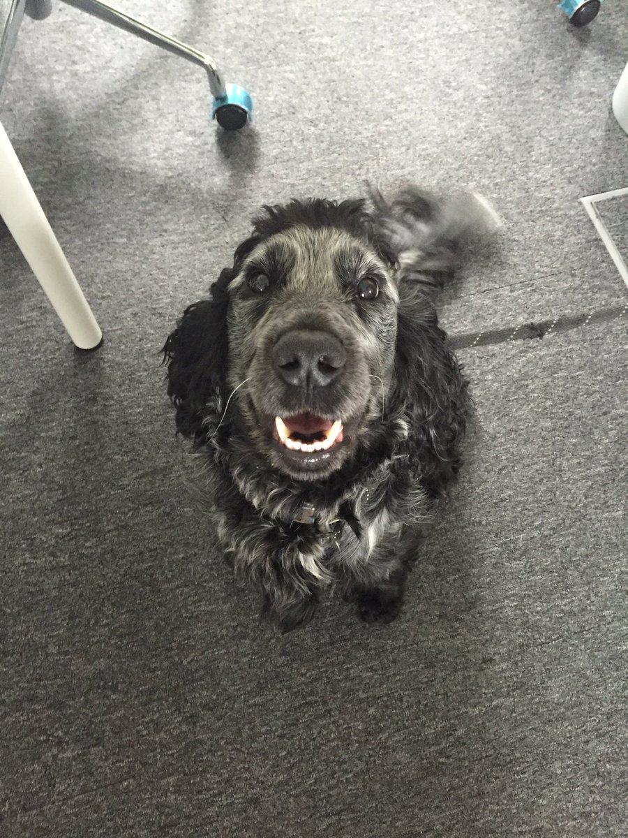 salix_bailey's tweet photo. Before &amp; after my trim at the Handsome Hound @balhaminsider #handsomehound #officedog #specialspaniel https://t.co/wmvlGVZse2