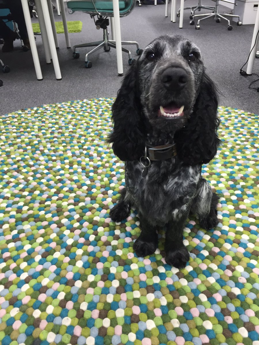 salix_bailey's tweet photo. Before &amp; after my trim at the Handsome Hound @balhaminsider #handsomehound #officedog #specialspaniel https://t.co/wmvlGVZse2