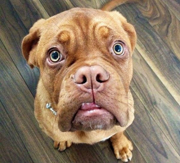 "PLS DROP THE SANGWISH. PLS HUMAN." #ImBegYou

via instagram.com/rubythedogue