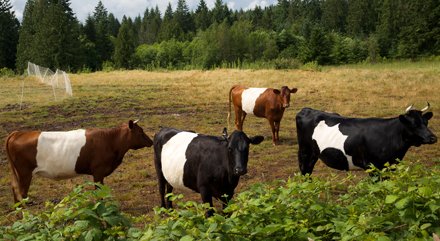 cookingupastory's tweet photo. Dutch Belted cows are one of the prettiest breeds. #heritagebreeds #livestock #dutchbelted https://t.co/L5UiUMwyIZ
