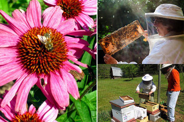 BuzzBeeCool tweet picture
