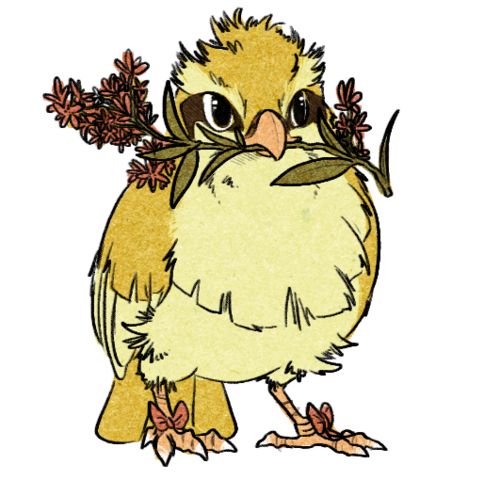 PidgeyDomestico's tweet photo. ¿Cuál es el nombre más original que le has puesto a tu #Pidgey ? https://t.co/A5DaZi7GtP
