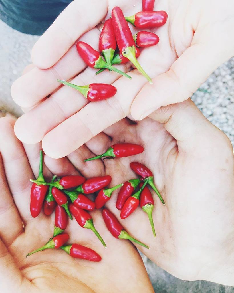 CultivateKC's tweet photo. They might be small, but they pack a punch! 
#kc #kansascity #urbanagriculture #urbanfarm #knowyourfarmer #organicf… https://t.co/LQdvAsEE9U